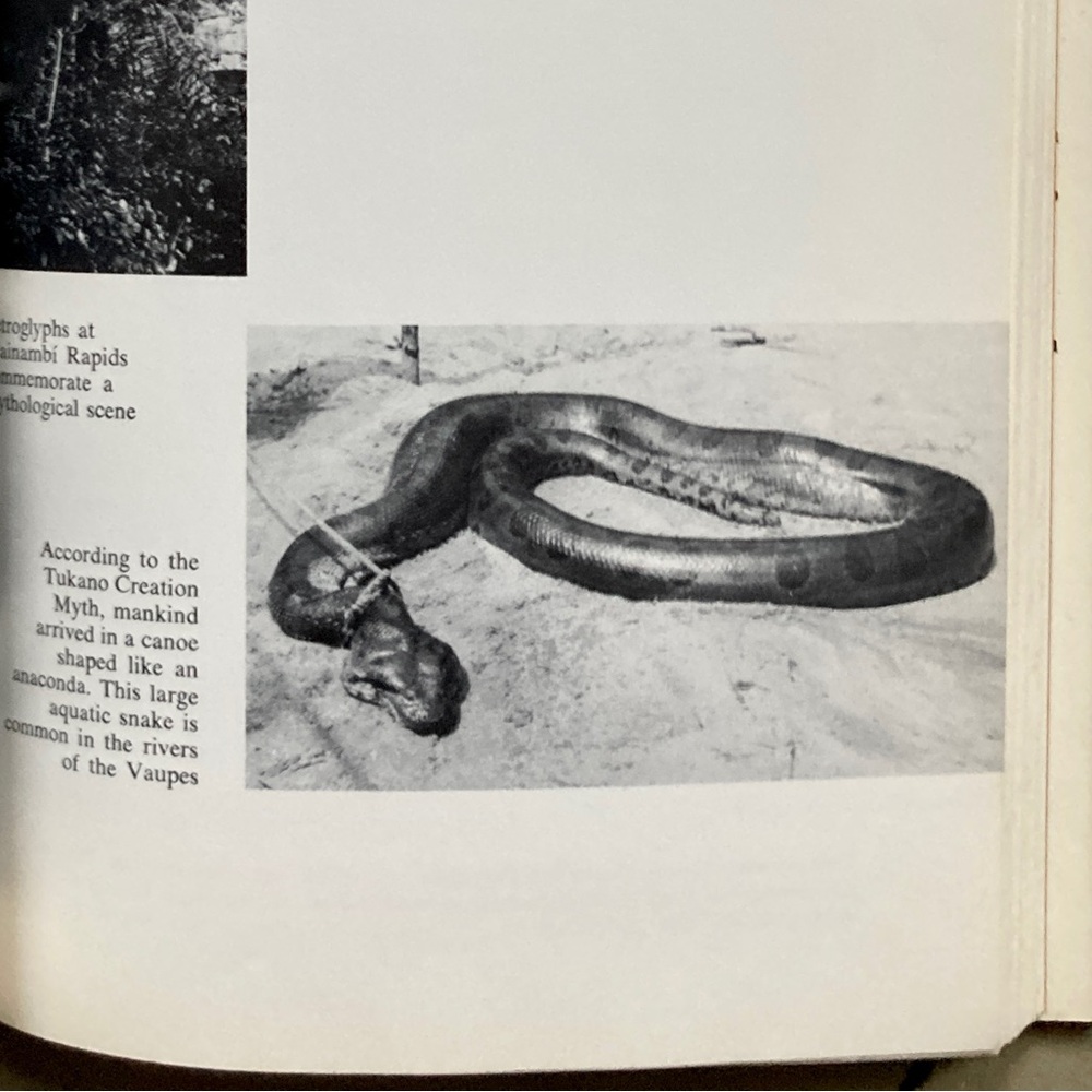 Amazonian Cosmos Sexual Religious Symbolism of Tukano Indians Amazon Peoples - Picture 10 of 16